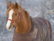 Horse wearing blanket